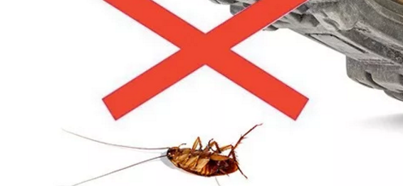 安全有效的殺蟲(chóng)方法
